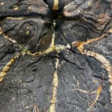 Image thumbnail: Adrián Villar Rojas - 'The Language of the Enemy'