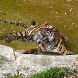 Image thumbnail: Adrián Villar Rojas - The End of Imagination