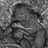 Image thumbnail: Adrián Villar Rojas - The End of Imagination